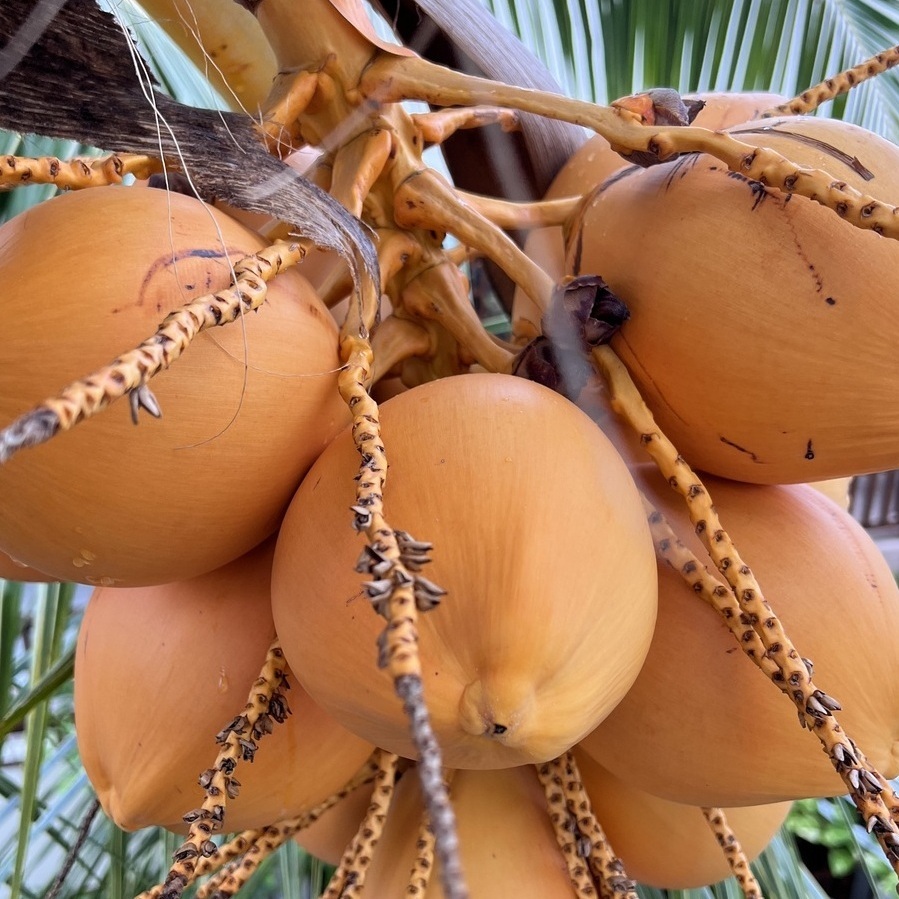 кокосы мальдивы