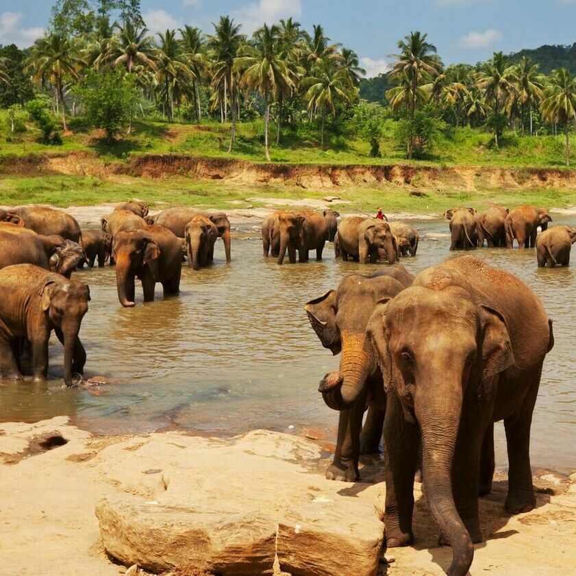 слоны Шри-Ланка