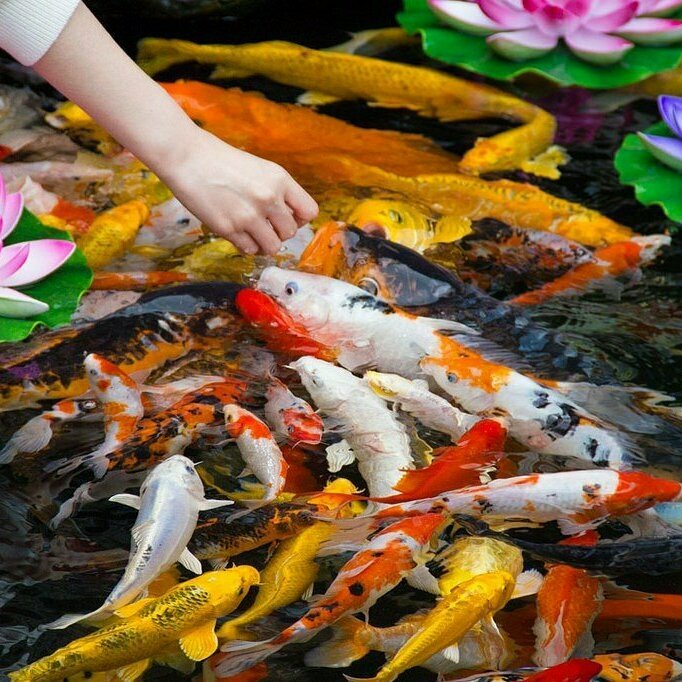 Шанхай рыбки
