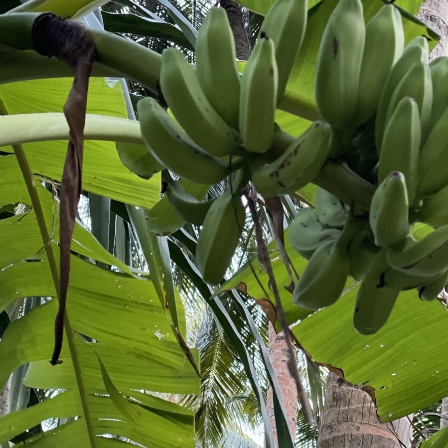 бананы мальдивы